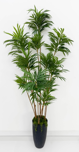 Драцена "Кредо" 12 крон 210 см БЕЗ КАШПО!!!