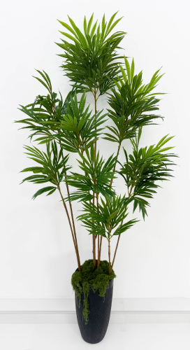 Драцена "Кредо" 8 крон 192 см БЕЗ КАШПО!!!