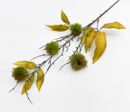 Ветка каштана зеленые плоды