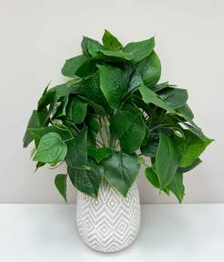 Эпипремнум 9 веток