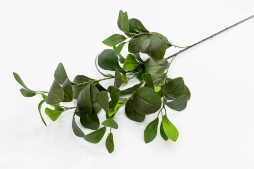 Фикус Моклэйм (Мокламе)