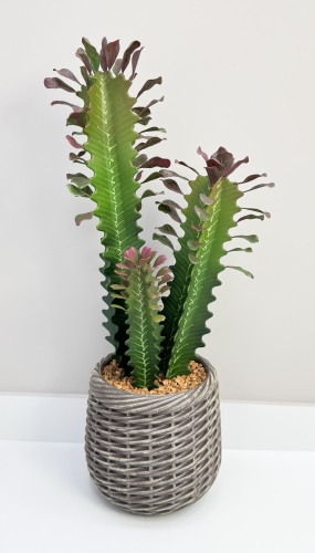 Эуфорбия Тригона 62 см