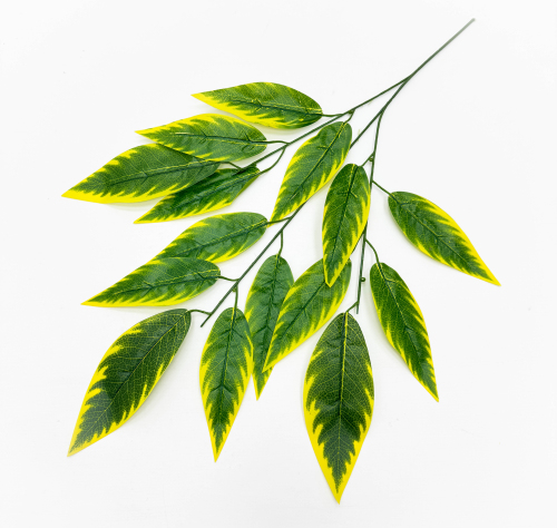 Лист диффенбахии с желтыми краями