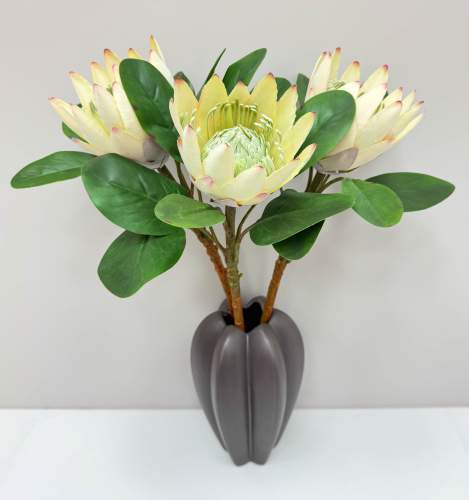 Протея артишоковая "Мадиба" молочная