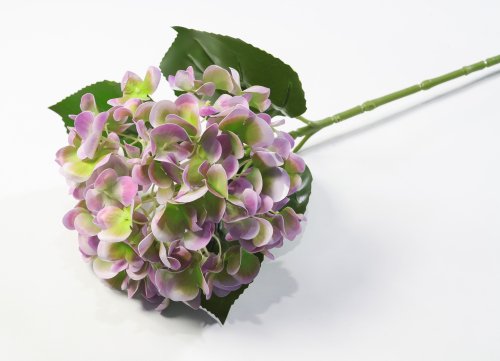 Гортензия жимолость