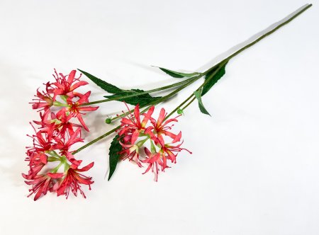 Ликорис красный