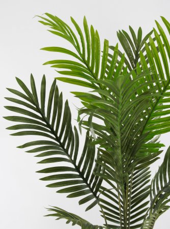 Пальма Чунга-Чанга БЕЗ КАШПО 140 см