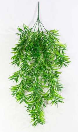 картинка Розмарин ампельный 2 от магазина KALINA