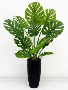 Монстера южно-американская 115 см БЕЗ КАШПО