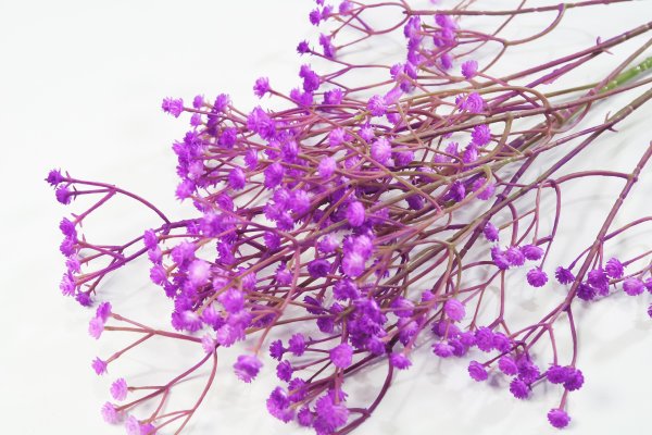 Ветка гипсофилы "Фуксия"