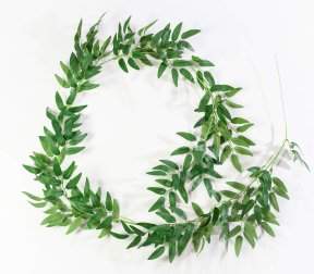 Лиана олива