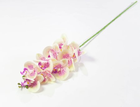 Ветка орхидеи 4