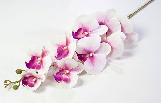 Ветка орхидеи 12 от магазина KALINA являющийся официальным дистрибьютором в России 