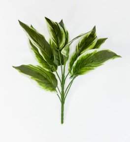 картинка Аглаонема комнатная 9 листов от магазина KALINA