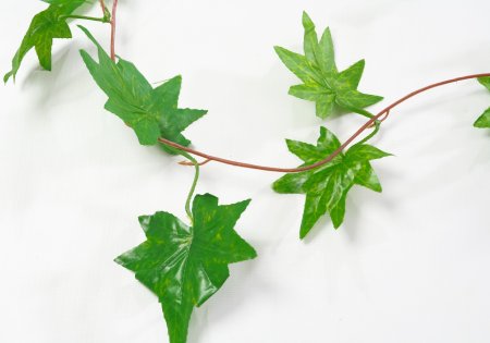 картинка Лиана клена восточного от магазина KALINA