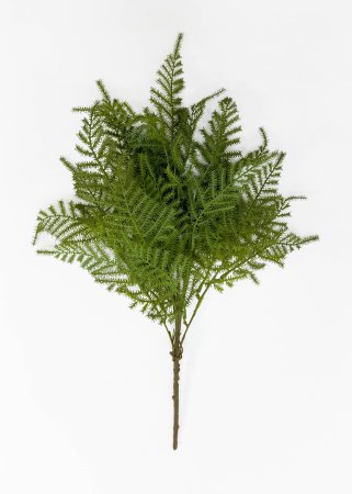 картинка Аспарагус Сетацеус от магазина KALINA