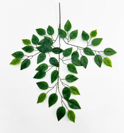 картинка Фикус Грин от магазина KALINA