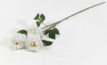 Ветка розы Маргарет Меррил белая