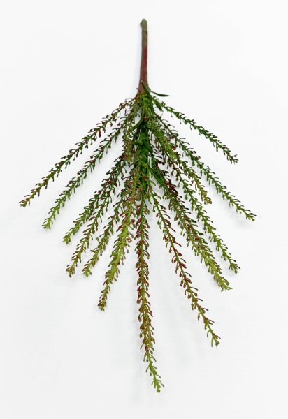 картинка Вереск "Эрика" осень от магазина KALINA