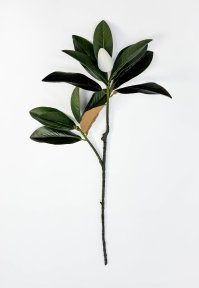 картинка Ветка магнолии с цветовой почкой от магазина KALINA