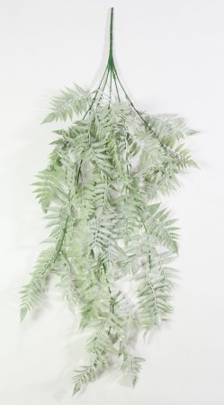 Оноклея ампельная 3