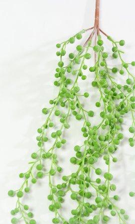 картинка Суккулент Крестовик Роули светлый от магазина KALINA