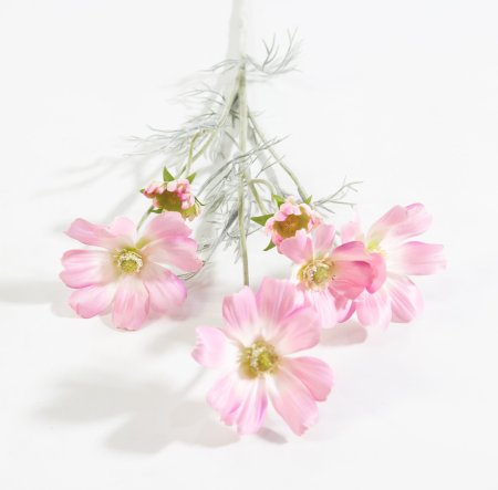 Ветка космеи светло-розовая