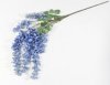 Глициния Китайская голубая