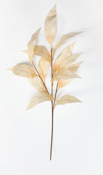 Аглаонема декоративная светло-бежевая