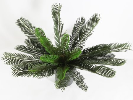 Цикас большой БЕЗ КАШПО 25 листов