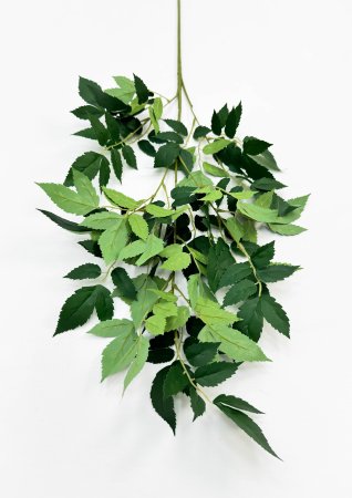 картинка Астильба японская на высокой ноге от магазина KALINA