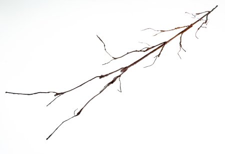 Ветка большая темно-коричневая