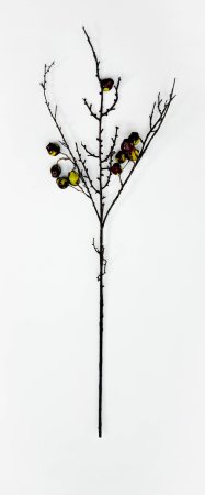 Ветка с зелеными плодами эвкалипта