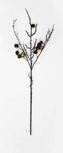 Ветка с зелеными плодами эвкалипта