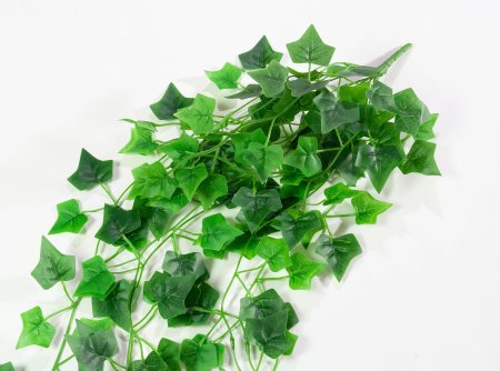 картинка Плющ Гринхарт от магазина KALINA