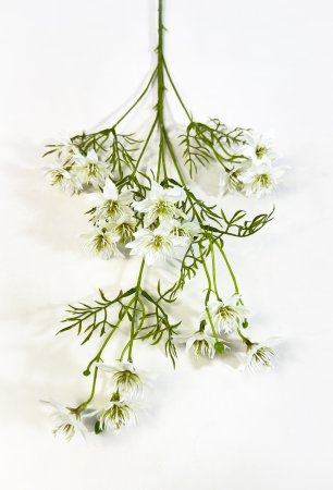 Нигелла молочная