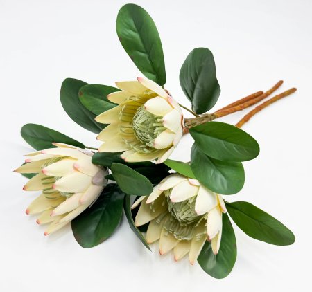 Протея артишоковая "Мадиба" молочная