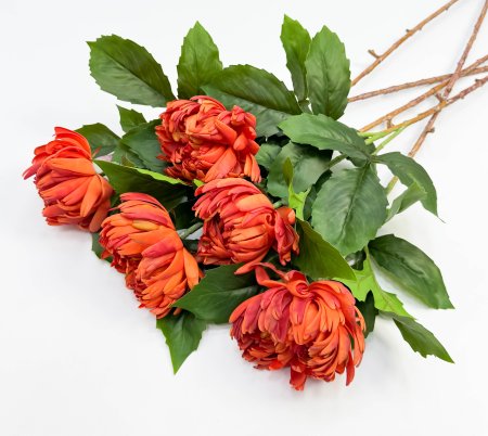 Хризантема оранжевая