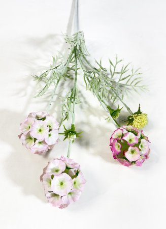 Скабиоза звездчатая светло-розовая