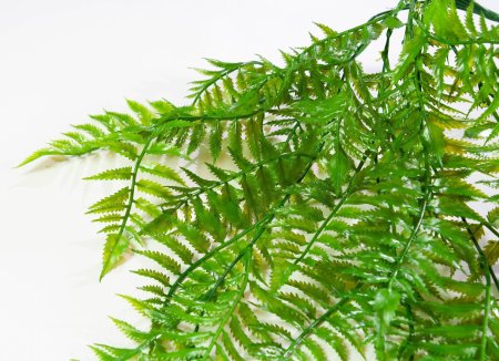 картинка Оноклея ампельная от магазина KALINA