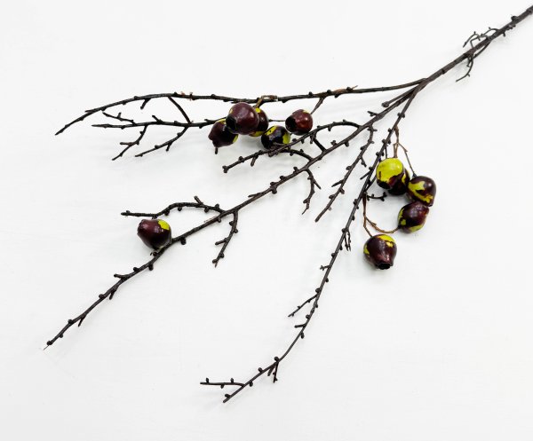 Ветка с зелеными плодами эвкалипта