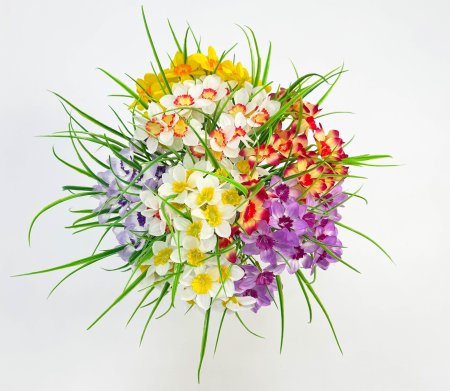 Нарцисс "Клумба" 20 цветков