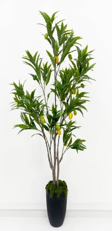 Куст манго 200 см БЕЗ КАШПО