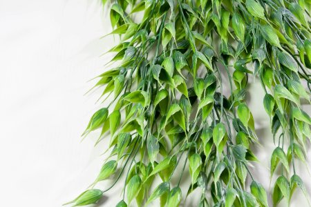 картинка Ампельная зелень Шанте от магазина KALINA