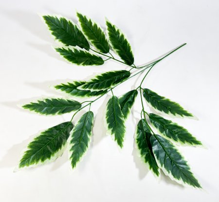 картинка Лист манго с белой каймой 3 ответвления от магазина KALINA