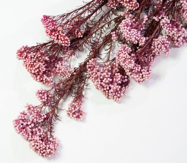 Озотамнус 1