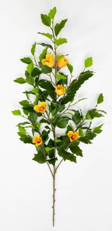 Гибискус желтый