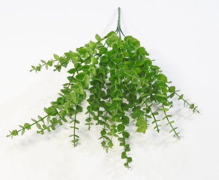 картинка Эвкалипт Ваксфлауэр от магазина KALINA