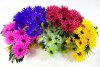 Хризантема " Фаэтон" 10 цветков