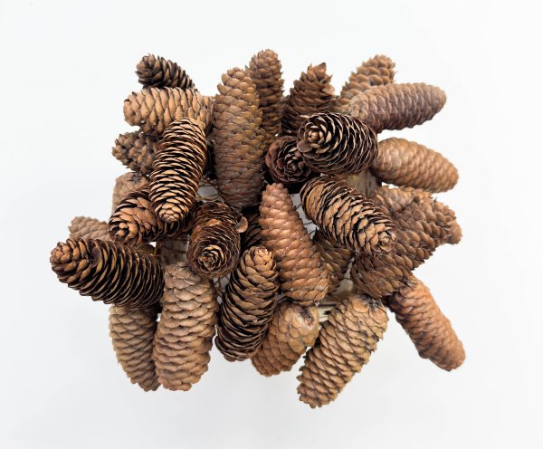 Шишка ели 250 грамм